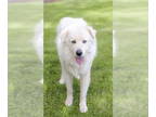Great Pyrenees DOG FOR ADOPTION RGADN-1350540 - Forrest - Great Pyrenees Dog For