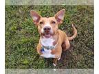 Carolina Dog Mix DOG FOR ADOPTION RGADN-1350541 - Annie - Carolina Dog / Terrier