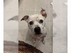 American Pit Bull Terrier Mix DOG FOR ADOPTION RGADN-1350542 - Hedwig - Pit Bull