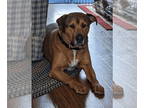 Black Mouth Cur-Catahoula Leopard Dog Mix DOG FOR ADOPTION RGADN-1350547 -