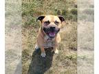 Pug Mix DOG FOR ADOPTION RGADN-1350576 - Bond - Terrier / Pug / Mixed (short
