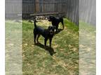 Rottweiler DOG FOR ADOPTION RGADN-1350577 - London - Rottweiler (short coat) Dog