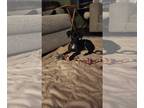 Labrador Retriever-Spaniel Mix DOG FOR ADOPTION RGADN-1350619 - AJ - Rascals
