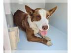 Cardigan Welsh Corgi Mix DOG FOR ADOPTION RGADN-1350637 - BLUEY - Cardigan Welsh