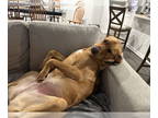 Bloodhound-Great Pyrenees Mix DOG FOR ADOPTION RGADN-1350655 - Suki (Courtesy) -