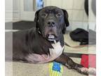 Mastiff Mix DOG FOR ADOPTION RGADN-1350656 - Mr T - Mastiff / Mixed Dog For