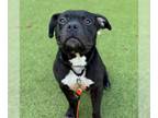American Pit Bull Terrier DOG FOR ADOPTION RGADN-1350664 - FROGGER - American