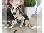 German Shepherd Dog-Huskies Mix DOG FOR ADOPTION RGADN-1350690 - NOVA - German