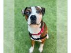 American Pit Bull Terrier Mix DOG FOR ADOPTION RGADN-1350709 - KEVIN MALONE -