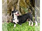 Dachshund Mix DOG FOR ADOPTION RGADN-1350714 - Peppermint Patti - Basset Griffon