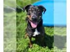 Rottweiler Mix DOG FOR ADOPTION RGADN-1350718 - Asia - Rottweiler / Mixed Dog