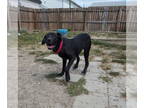 Great Dane-Labrador Retriever Mix DOG FOR ADOPTION RGADN-1350719 - Wendy - Great