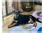 Rottweiler Mix DOG FOR ADOPTION RGADN-1350731 - Maggie - Rottweiler / Mixed Dog