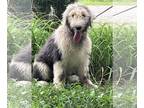 Old English Sheepdog DOG FOR ADOPTION RGADN-1350746 - #2 Farren/ PENDING - Old