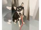 Mix DOG FOR ADOPTION RGADN-1350801 - MACIE - Husky (medium coat) Dog For