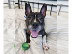 American Pit Bull Terrier Mix DOG FOR ADOPTION RGADN-1350802 - Twila - Pit Bull