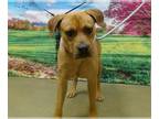 Rhodesian Ridgeback Mix DOG FOR ADOPTION RGADN-1350821 - CORBY - Rhodesian