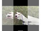 American Pit Bull Terrier Mix DOG FOR ADOPTION RGADN-1350829 - Mango - Pit Bull