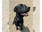 Boxador DOG FOR ADOPTION RGADN-1350840 - KING - Labrador Retriever / Boxer /