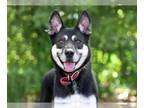 German Shepherd Dog Mix DOG FOR ADOPTION RGADN-1350879 - JAX - German Shepherd