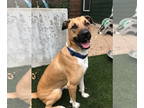 Black Mouth Cur DOG FOR ADOPTION RGADN-1350883 - Gibbs - Black Mouth Cur (short