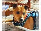 Dachshund-Jack Russell Terrier Mix DOG FOR ADOPTION RGADN-1350885 - Flash -