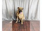 German Shepherd Dog-Mastiff Mix DOG FOR ADOPTION RGADN-1350892 - Georgia -