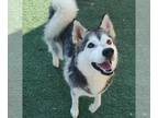 Alaskan Klee Kai-Siberian Husky Mix DOG FOR ADOPTION RGADN-1350893 - Nala -