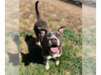 American Pit Bull Terrier Mix DOG FOR ADOPTION RGADN-1350898 - Sibyl - Pit Bull