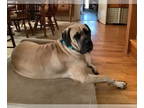 Mastiff DOG FOR ADOPTION RGADN-1350903 - Maggie Mae - Medical Hold - Mastiff Dog