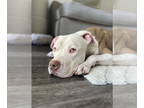 American Pit Bull Terrier DOG FOR ADOPTION RGADN-1350904 - Mac - Pit Bull