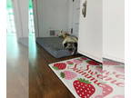 Pug DOG FOR ADOPTION RGADN-1350908 - Bugsy - Pug Dog For Adoption