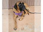 Mastiff DOG FOR ADOPTION RGADN-1350909 - Nala -Fall in Love - Mastiff Dog For
