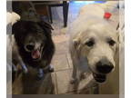Great Pyrenees DOG FOR ADOPTION RGADN-1350922 - Darcy (and Molly) - Great