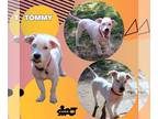 Australian Shepherd-Lhasa Apso Mix DOG FOR ADOPTION RGADN-1350939 - Tommy -