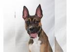 Boxer-German Shepherd Dog Mix DOG FOR ADOPTION RGADN-1350947 - *ALI - Boxer /