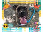 Boxer DOG FOR ADOPTION RGADN-1350950 - TILLY - Boxer (medium coat) Dog For