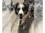 Australian Shepherd DOG FOR ADOPTION RGADN-1350952 - ROSCOE- IN FOSTER -