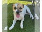 Rat Terrier Mix DOG FOR ADOPTION RGADN-1350970 - Kobe - Rat Terrier / Mixed