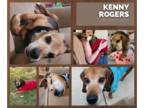 Beagle Mix DOG FOR ADOPTION RGADN-1350983 - Kenny - Beagle / Mixed (short coat)