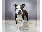 American Pit Bull Terrier Mix DOG FOR ADOPTION RGADN-1350987 - Minnie - Pit Bull