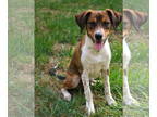 Australian Shepherd-Beagle Mix DOG FOR ADOPTION RGADN-1350998 - Finn - Beagle /