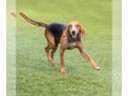 English Foxhound Mix DOG FOR ADOPTION RGADN-1350999 - Pike - Foxhound / Mixed