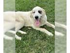 Great Pyrenees-Saint Bernard Mix DOG FOR ADOPTION RGADN-1351009 - Sister Saints
