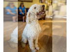 Goldendoodle DOG FOR ADOPTION RGADN-1351015 - Bobby McGee 1314 - Golden