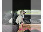 Great Pyrenees Mix DOG FOR ADOPTION RGADN-1351111 - Tabitha - Great Pyrenees /