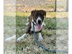 Plott Hound Mix DOG FOR ADOPTION RGADN-1351122 - HAZEL - Plott Hound / Mixed