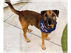German Shepherd Dog Mix DOG FOR ADOPTION RGADN-1351173 - SCOOBY - German