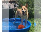 Carolina Dog-Golden Retriever Mix DOG FOR ADOPTION RGADN-1351225 - Mila