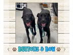 Labrador Retriever DOG FOR ADOPTION RGADN-1351250 - Buttons & Bow - Labrador